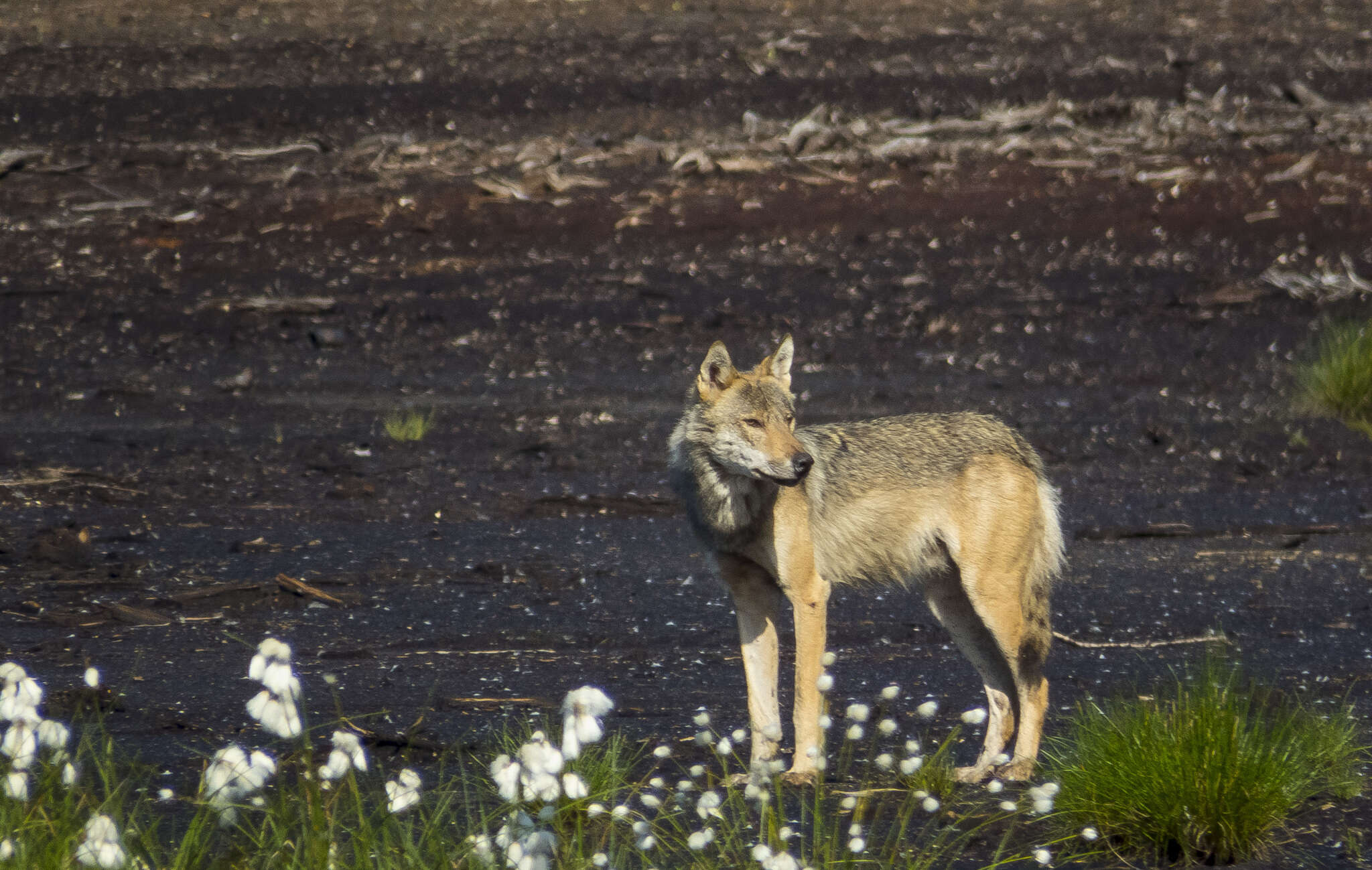 Image of Eurasian Wolf