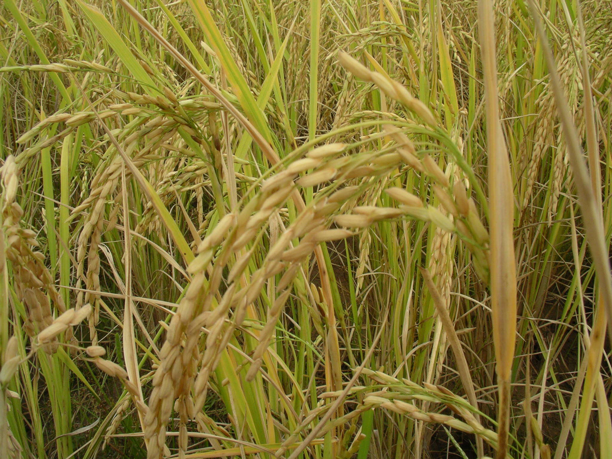 Image of rice