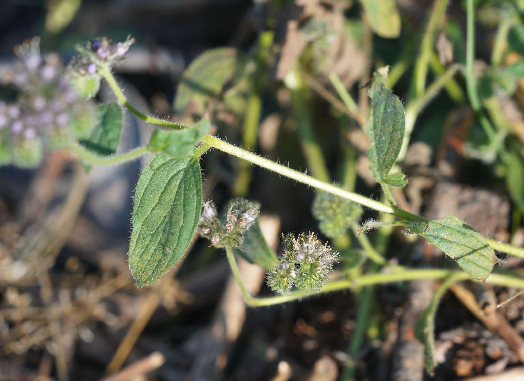 Phacelia mutabilis Greene的圖片