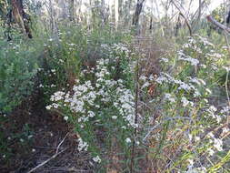 Image of Ixodia achillaeoides subsp. alata