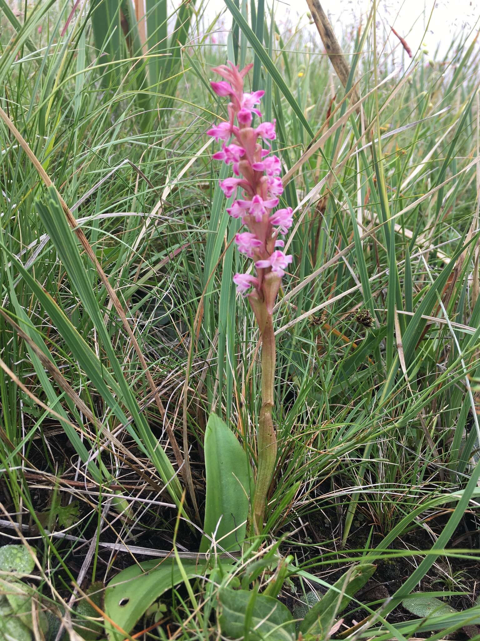 Image of Pink candle orchid