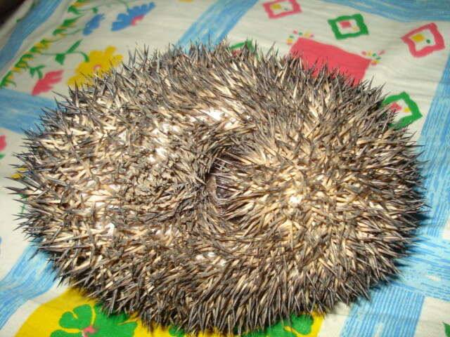 Image of Indian Hedgehog