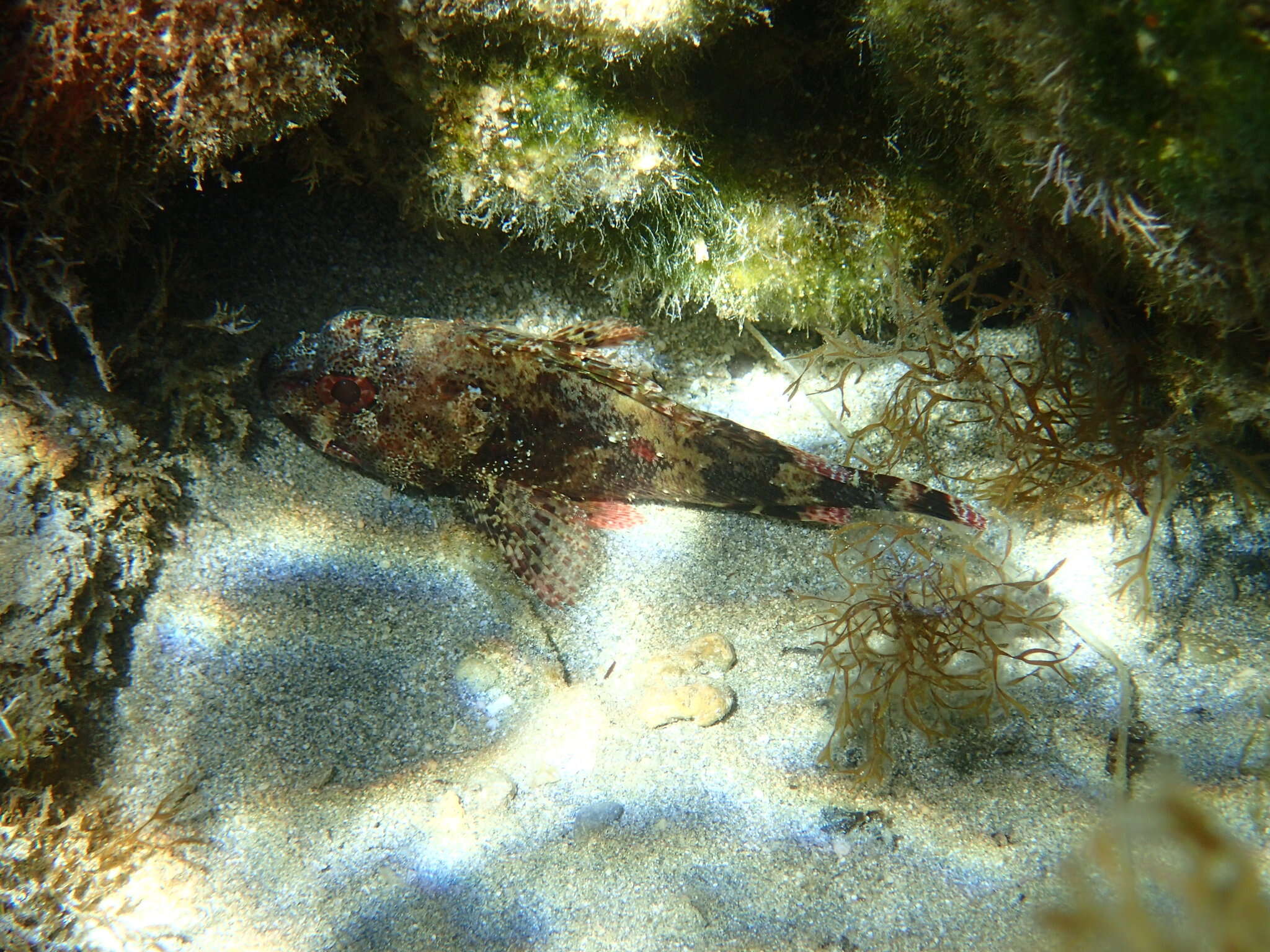 Image of Madeira Rock-fish