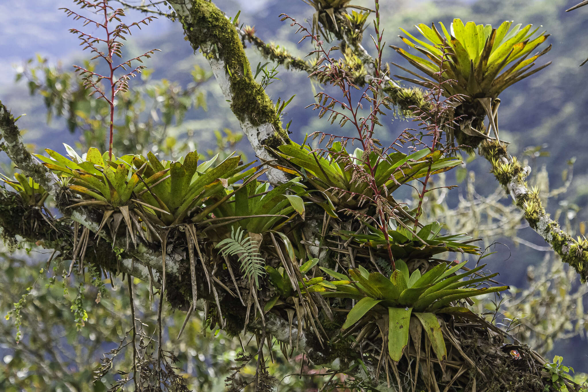 Image of Tillandsia tovarensis Mez