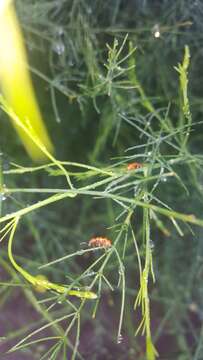 Image of Spotted asparagus beetle