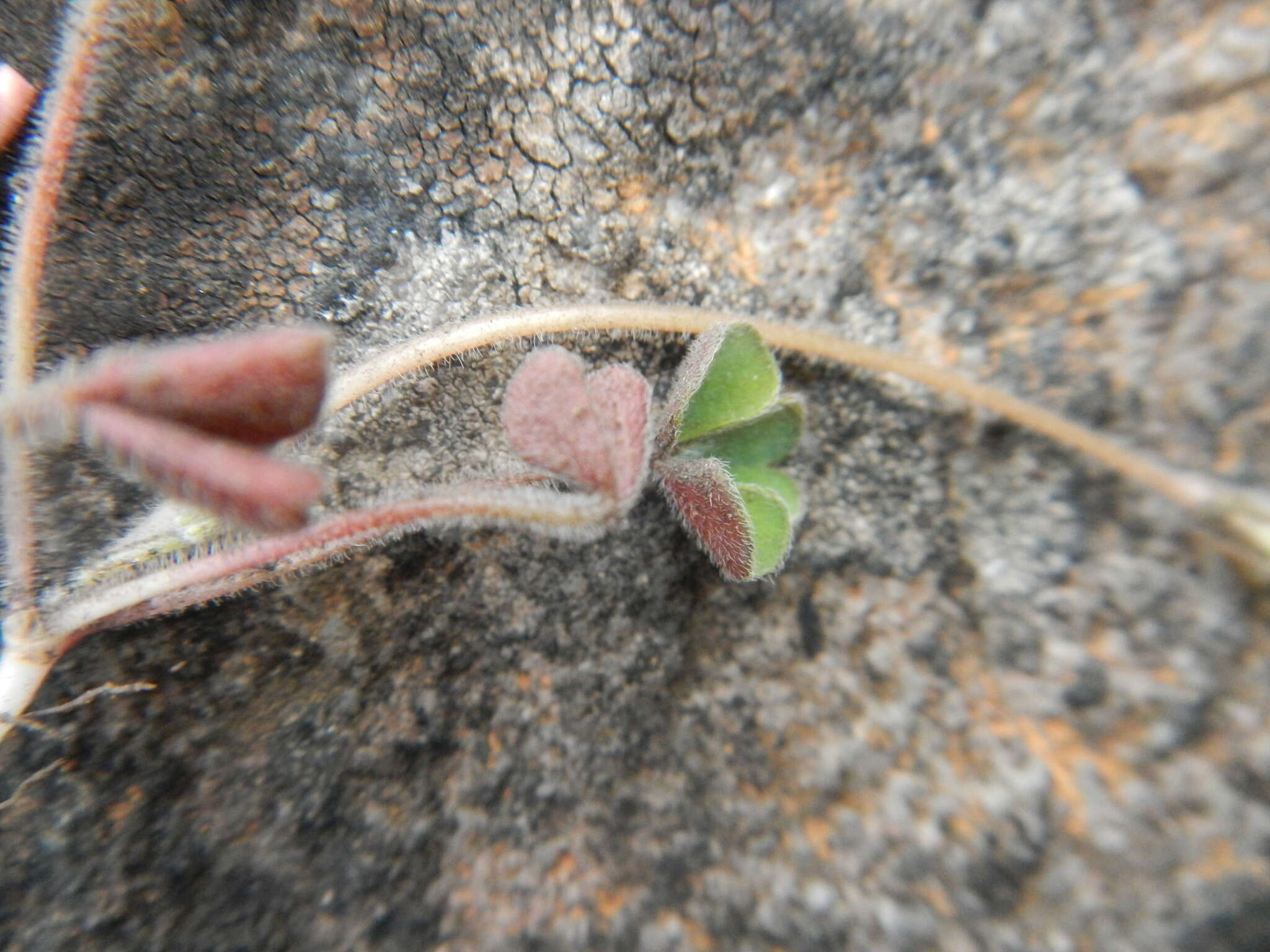 Image of Oxalis eckloniana C. Presl