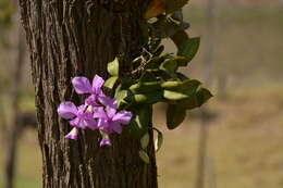 Image of Cattleya nobilior Rchb. fil.