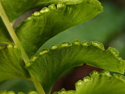 Image of Lindsaea merrillii Copel.