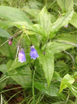 Слика од Mertensia paniculata var. borealis (J. F. Macbr.) L. O. Williams