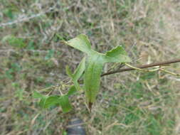 Image de Aristolochia pentandra Jacq.