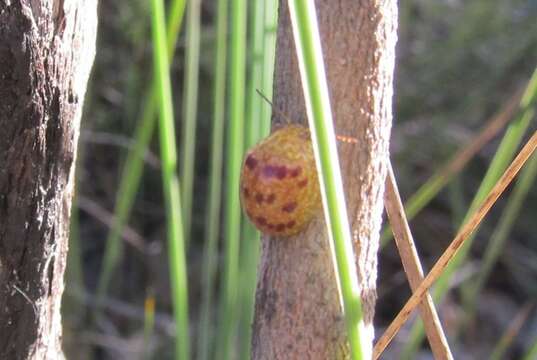 Imagem de <i>Paropsis obsoleta</i>