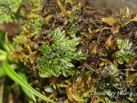 Image of Hymenophyllum barbatum (v. d. Bosch) Bak.