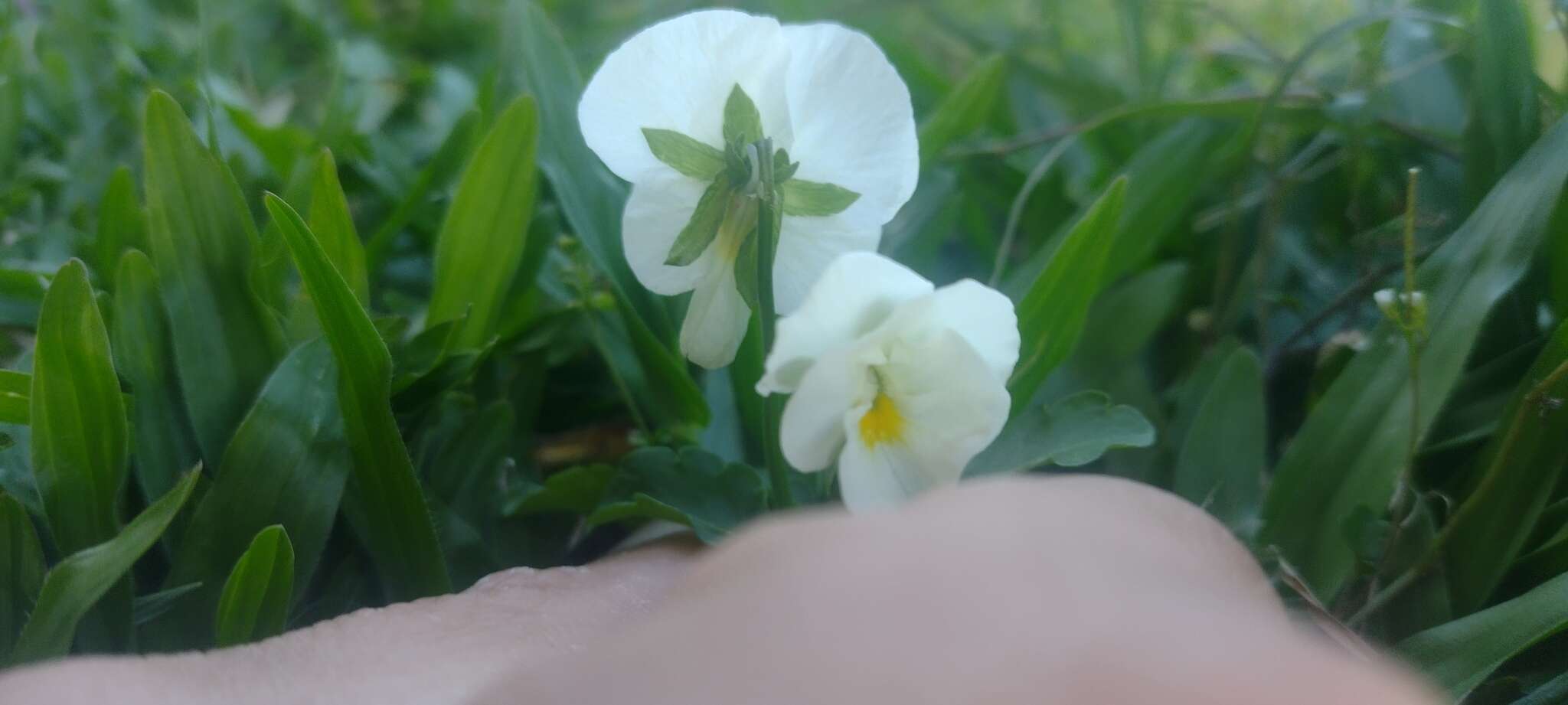 Viola arvensis subsp. arvensis的圖片