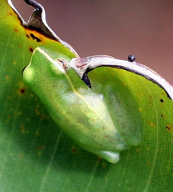 Image of Water Lily Frog