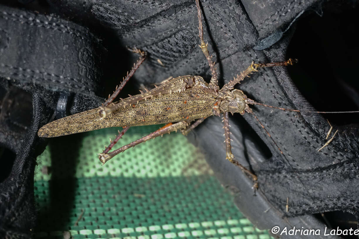 Image of Phricta spinosa Redtenbacher 1892