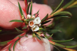 Image of Diosma hirsuta L.