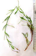 Image of Pelargonium laevigatum (L. fil.) Willd.