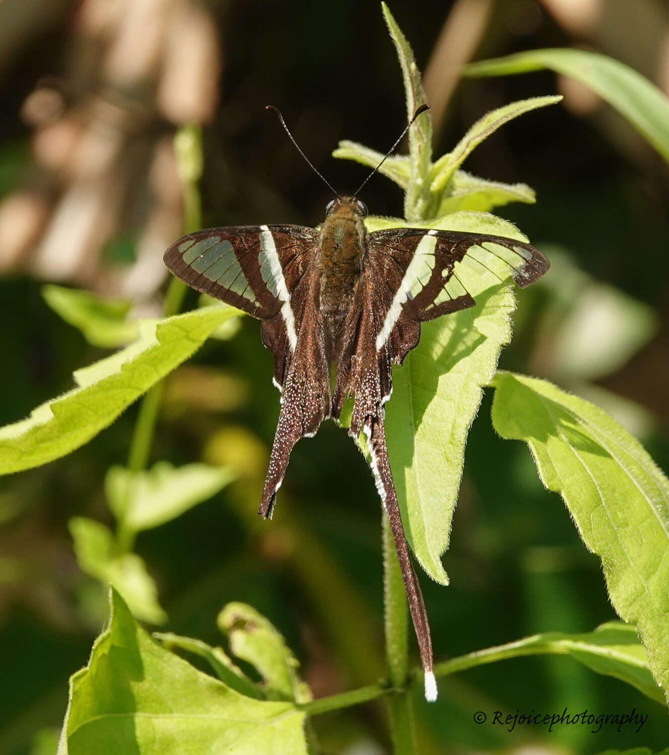 Image of White Dragontail Butterfly