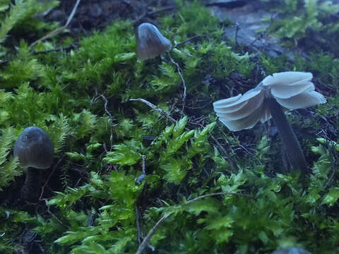 Imagem de Mycena leptocephala (Pers.) Gillet 1876