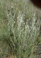 Image of Silver vernonia