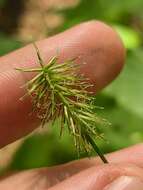 Image of Rough Flat Sedge