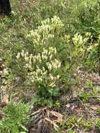 Image of Florida Indian plantain