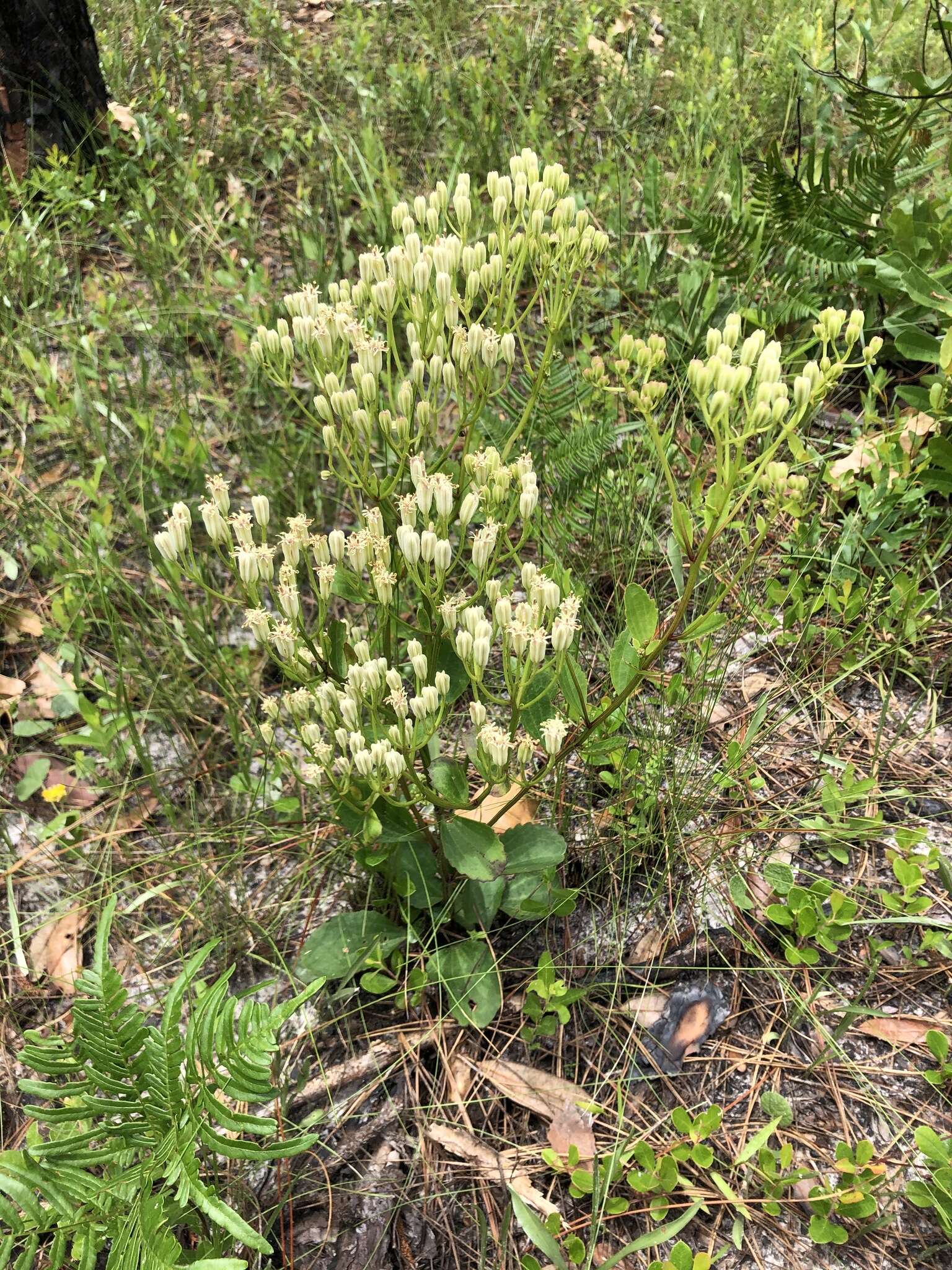 Image of Florida Indian plantain