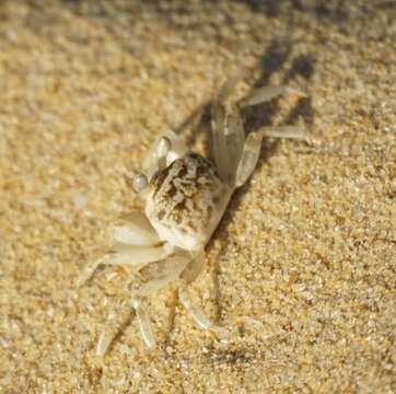 Image of smooth-eyed ghost crab