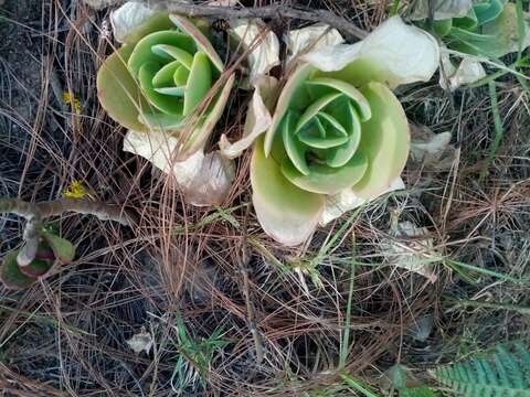 Image of Echeveria pallida Walther