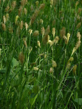 Image of Carex pilosa Scop.