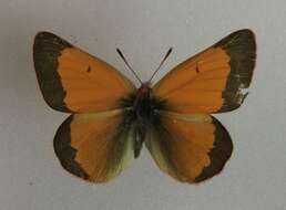 <i>Colias <i>meadii</i></i> meadii resmi