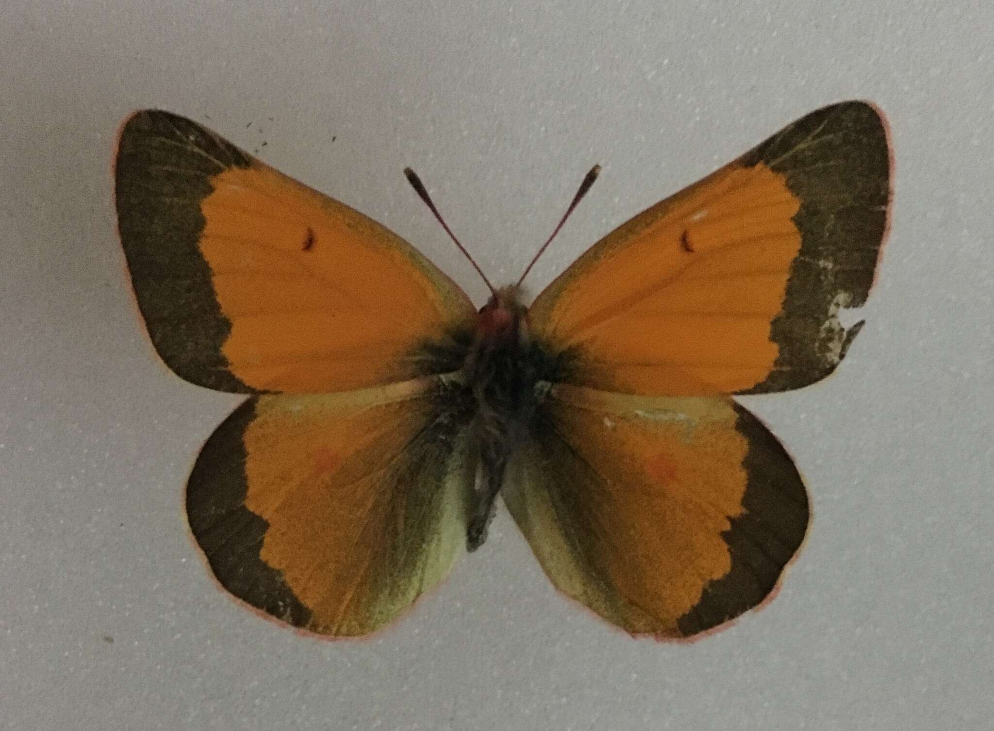 Image of <i>Colias <i>meadii</i></i> meadii