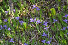 Image of dwarf lake iris