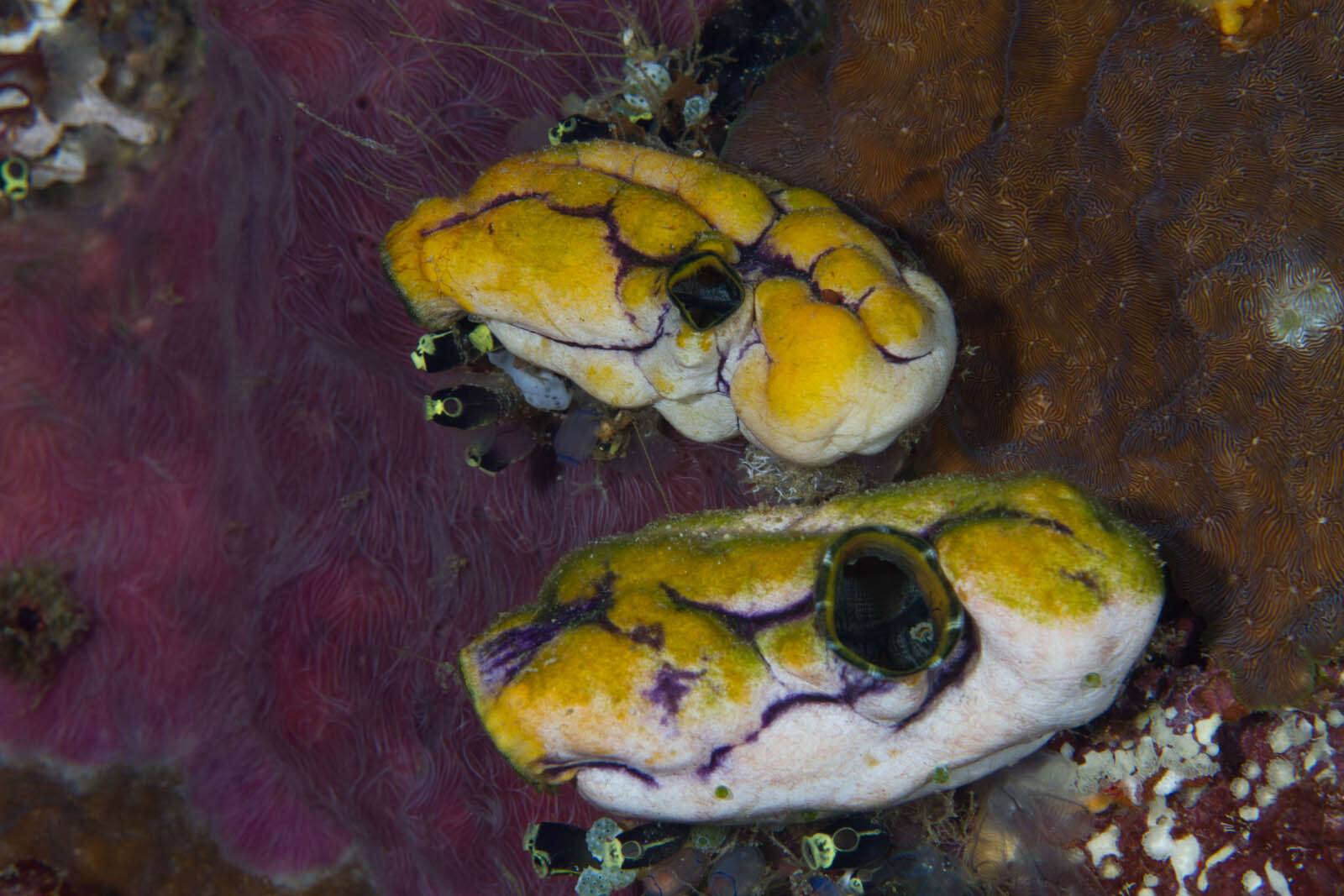 Image of Ox heart ascidian