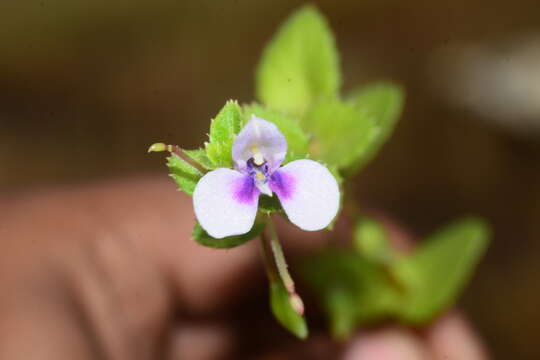 Image of Impatiens lawii Hook. fil. & Thoms.