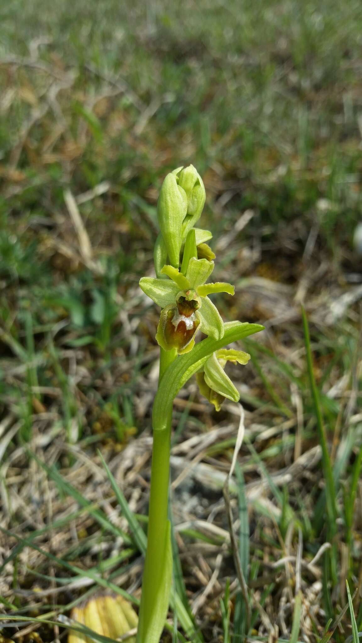 Image of Ophrys sphegodes subsp. araneola (Rchb.) M. Laínz