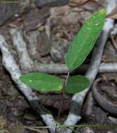 Plancia ëd Centrosema virginianum (L.) Benth.