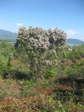 Image of Decaspermum philippinum A. J. Scott