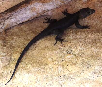 Image of False girdled lizards