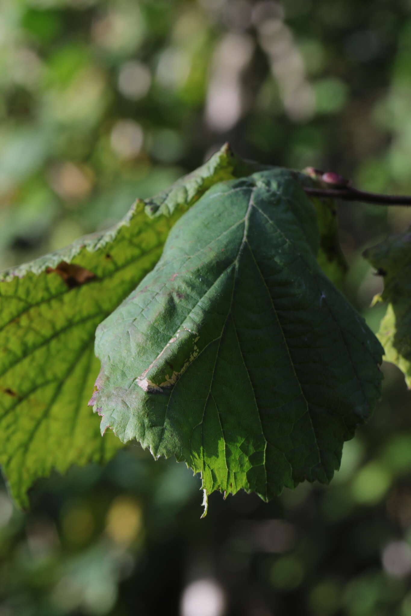 Image of Red Hazel Midget