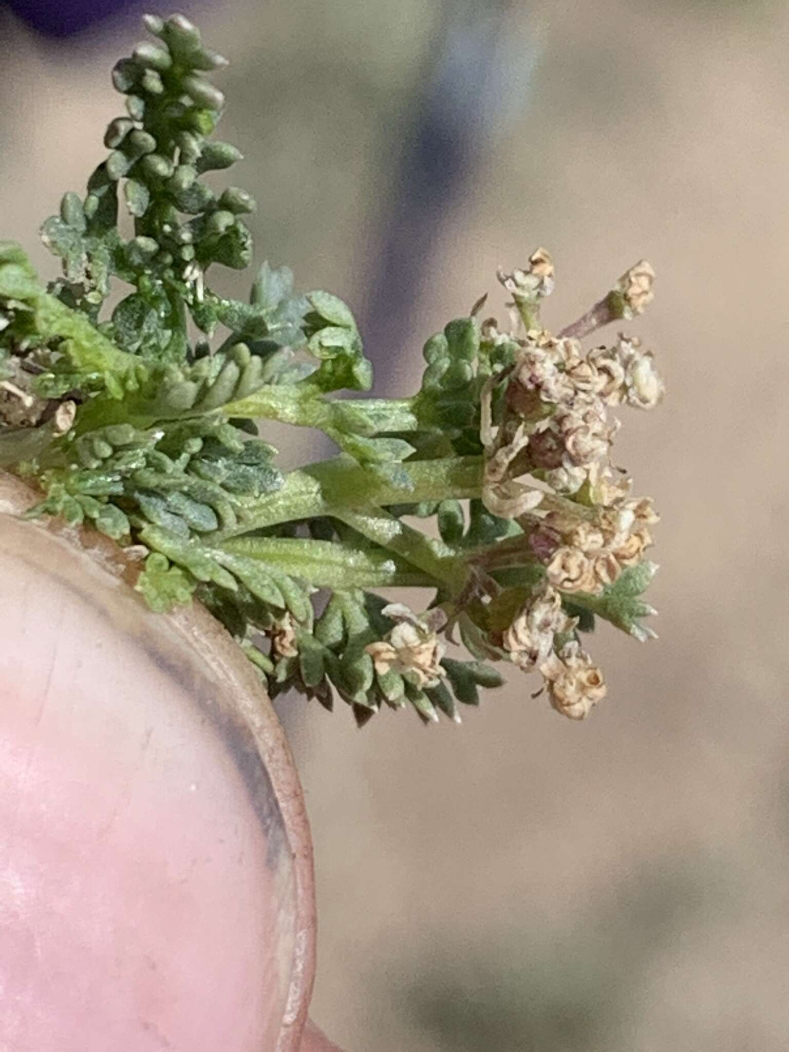 Image of snowline springparsley