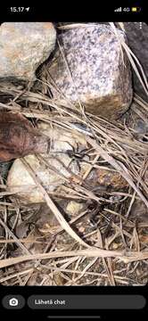 Image of Burnt wolf spider