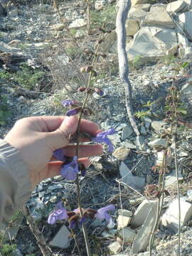 Image of Salvia ringens Sm.