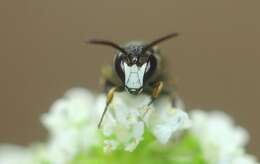 Imagem de Hylaeus hyalinatus Smith 1842