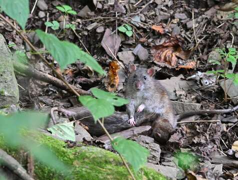 Image of Oriental House Rat