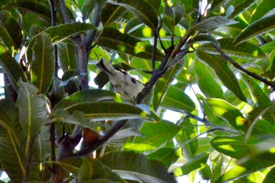 Image of Large-billed Antwren