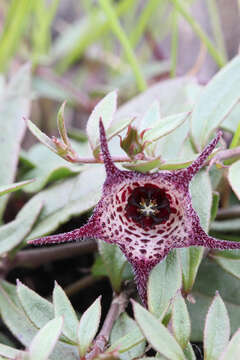 Image of Ceropegia australis (R. A. Dyer) Bruyns