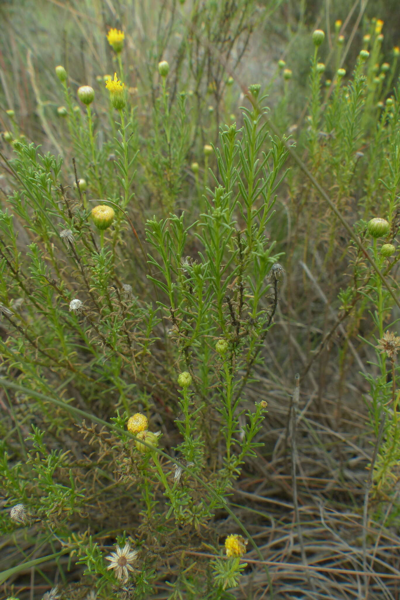 Слика од Chrysocoma ciliata L.