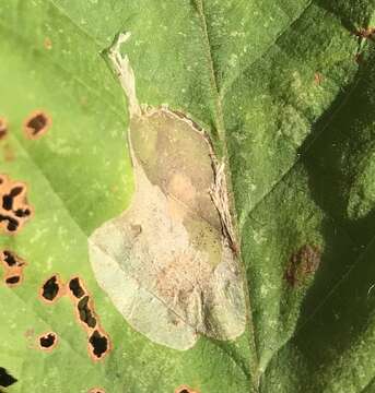 Image of Phyllonorycter tritaenianella (Chambers 1871)