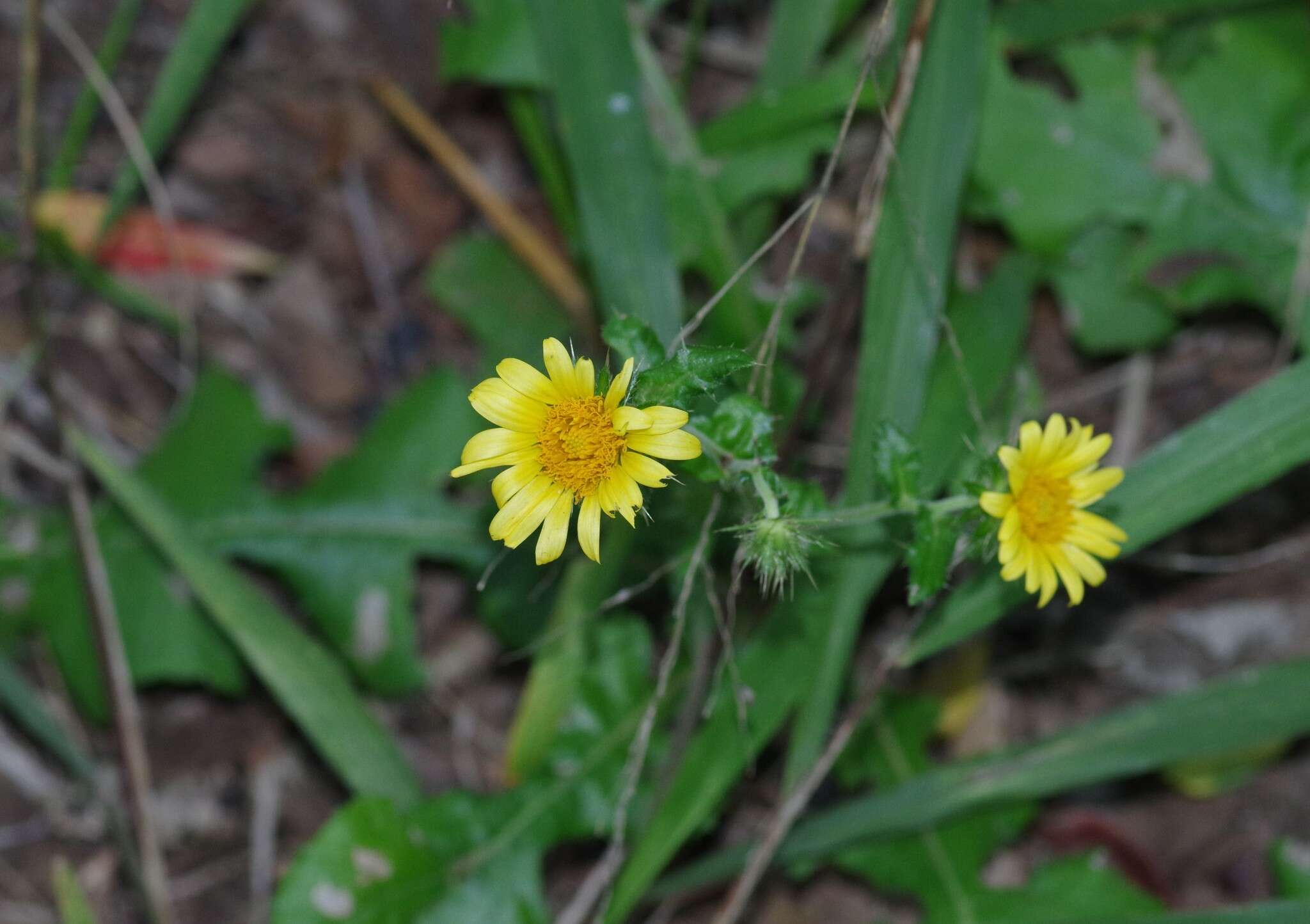 Image of Berkheya erysithales (DC.) Roessler